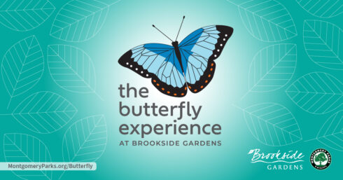 The butterfly experience graphic