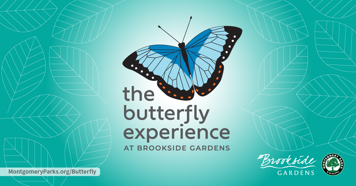 The butterfly experience graphic