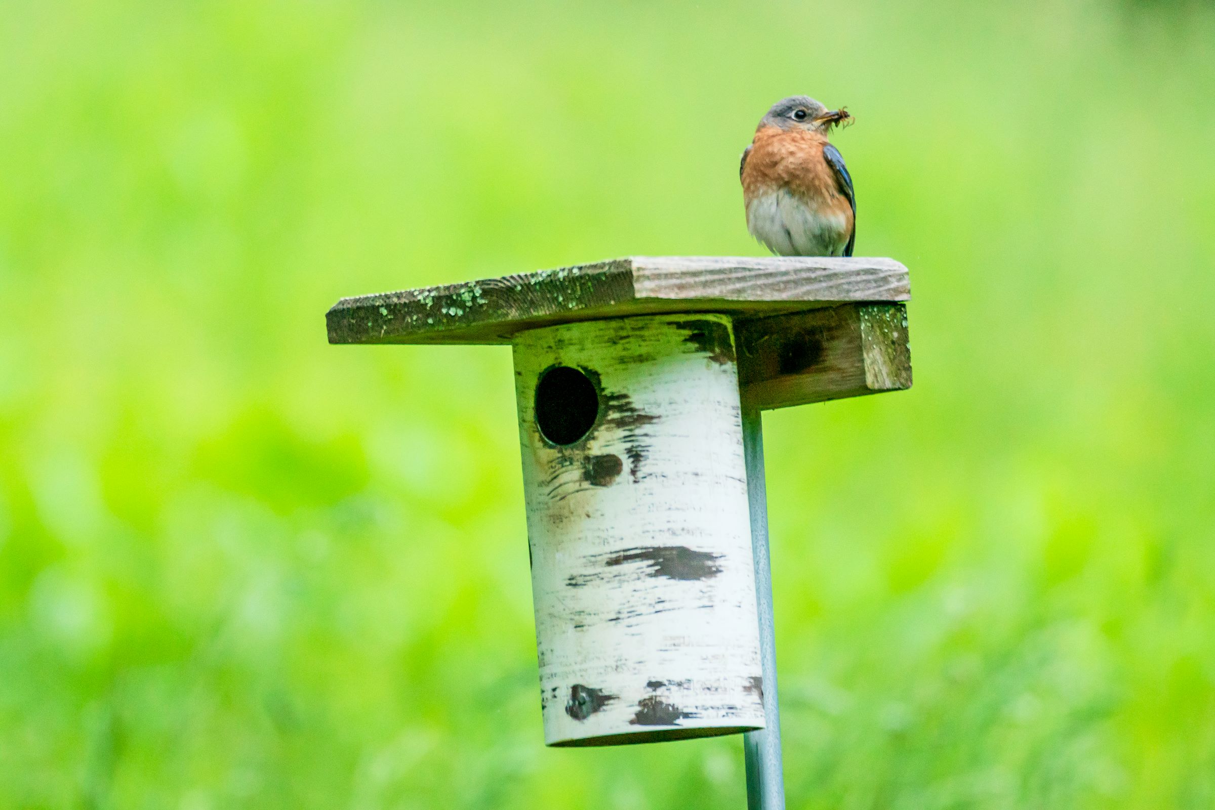 bluebird-on-nesting-box