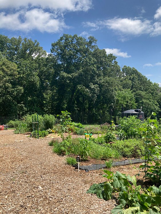 Garden plots at Brink Road Community Garden