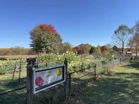 The sign and garden for the National Capital Dahlia Society