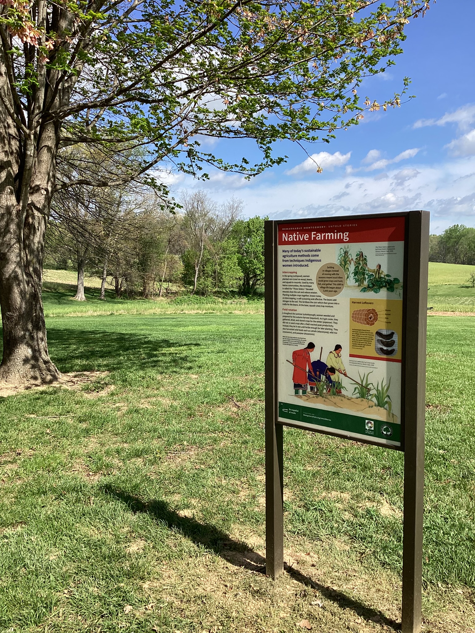 Photo of an educational panel titled Native Farming installed in a open field near a tree