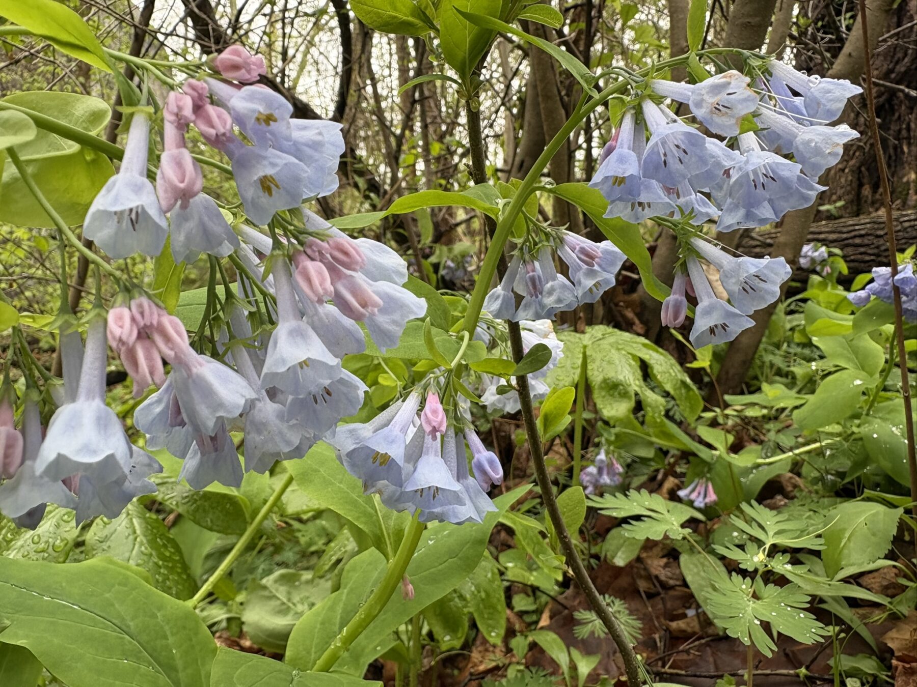 Light blue and purple flowers hang down towards the ground. Green leaves are in the background. The flowers are virginia bluebells