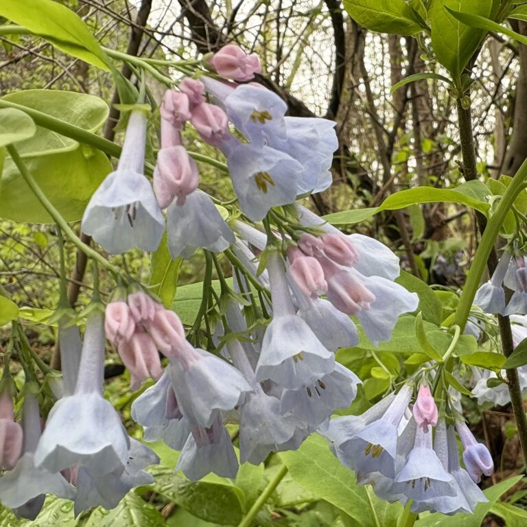Light blue and purple flowers hang down towards the ground. Green leaves are in the background. The flowers are virginia bluebells