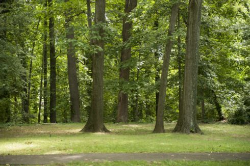 Parkland Trees Long Branch Trail at Long Branch Stream Valley Park