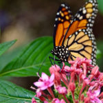 Monarch  Butterfly at Wings of Fancy