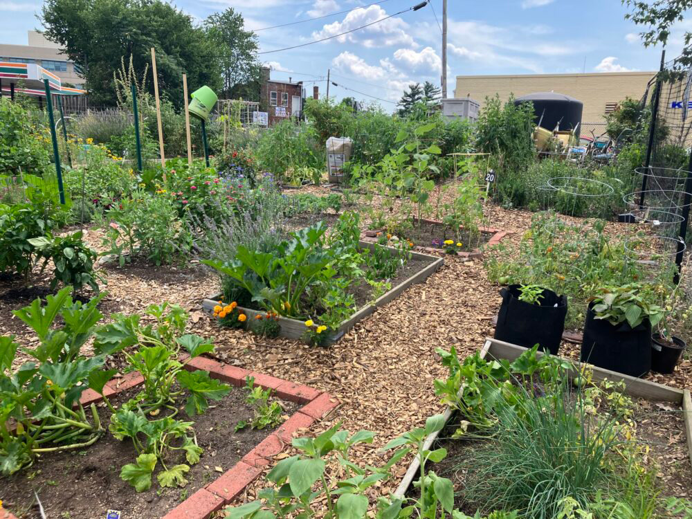 Garden plots at King Street Community Garden