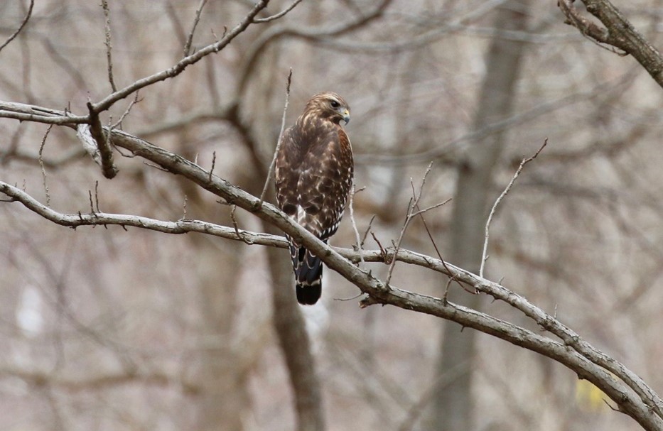brown tailed hawk