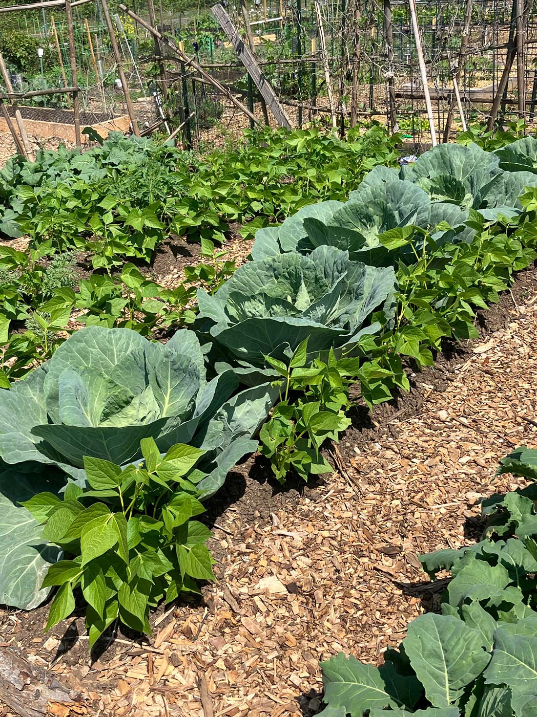 Cabbage and pepper plants at Rocking Horse Community Garden