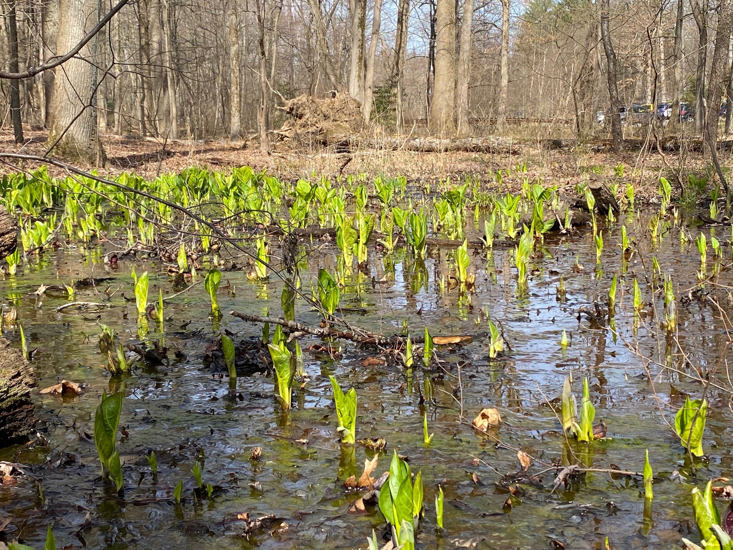 skunk-cabbage-at-maydale