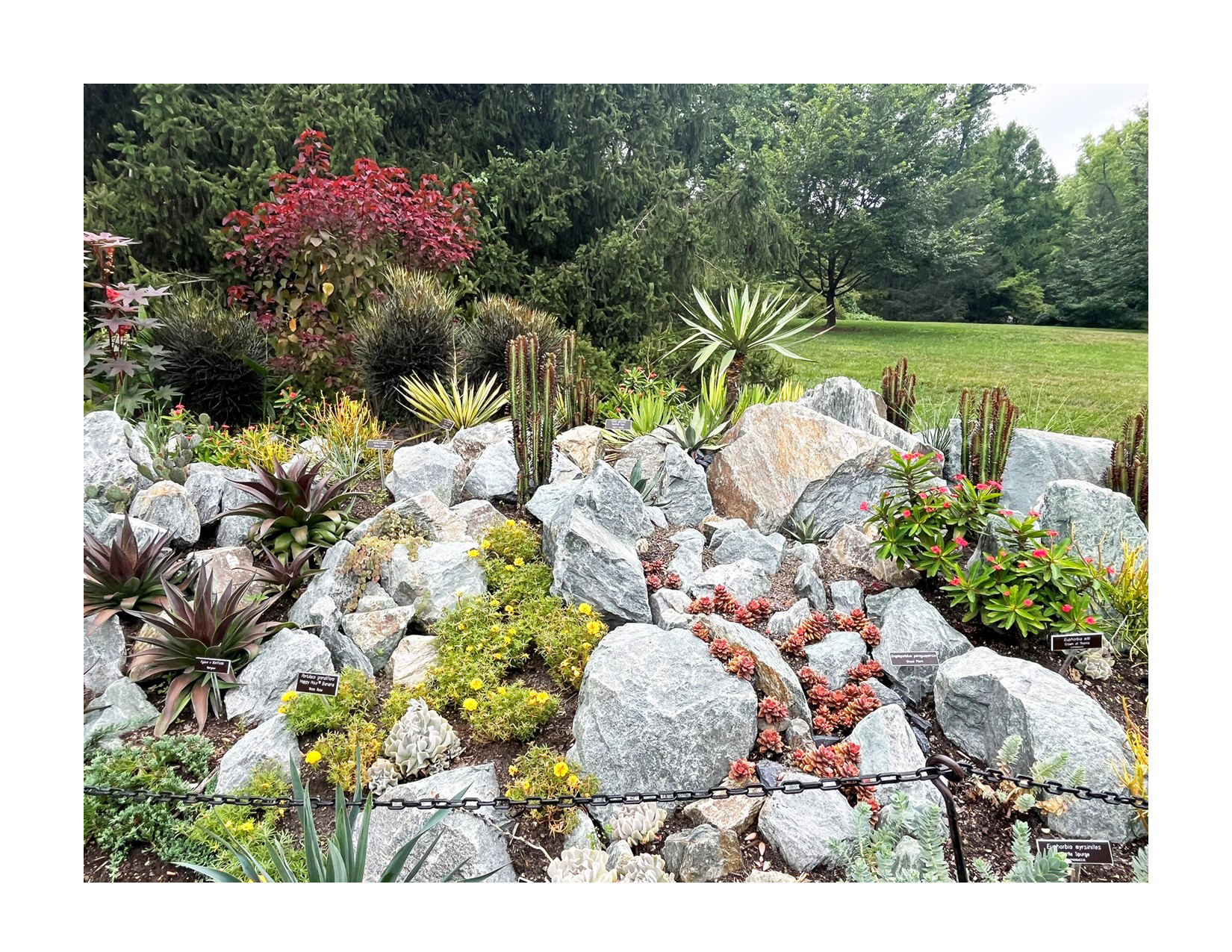 Succulent plants amidst rocks at Brookside Gardens