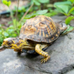 Turtle Talk – 2 – Latino Conservation Week