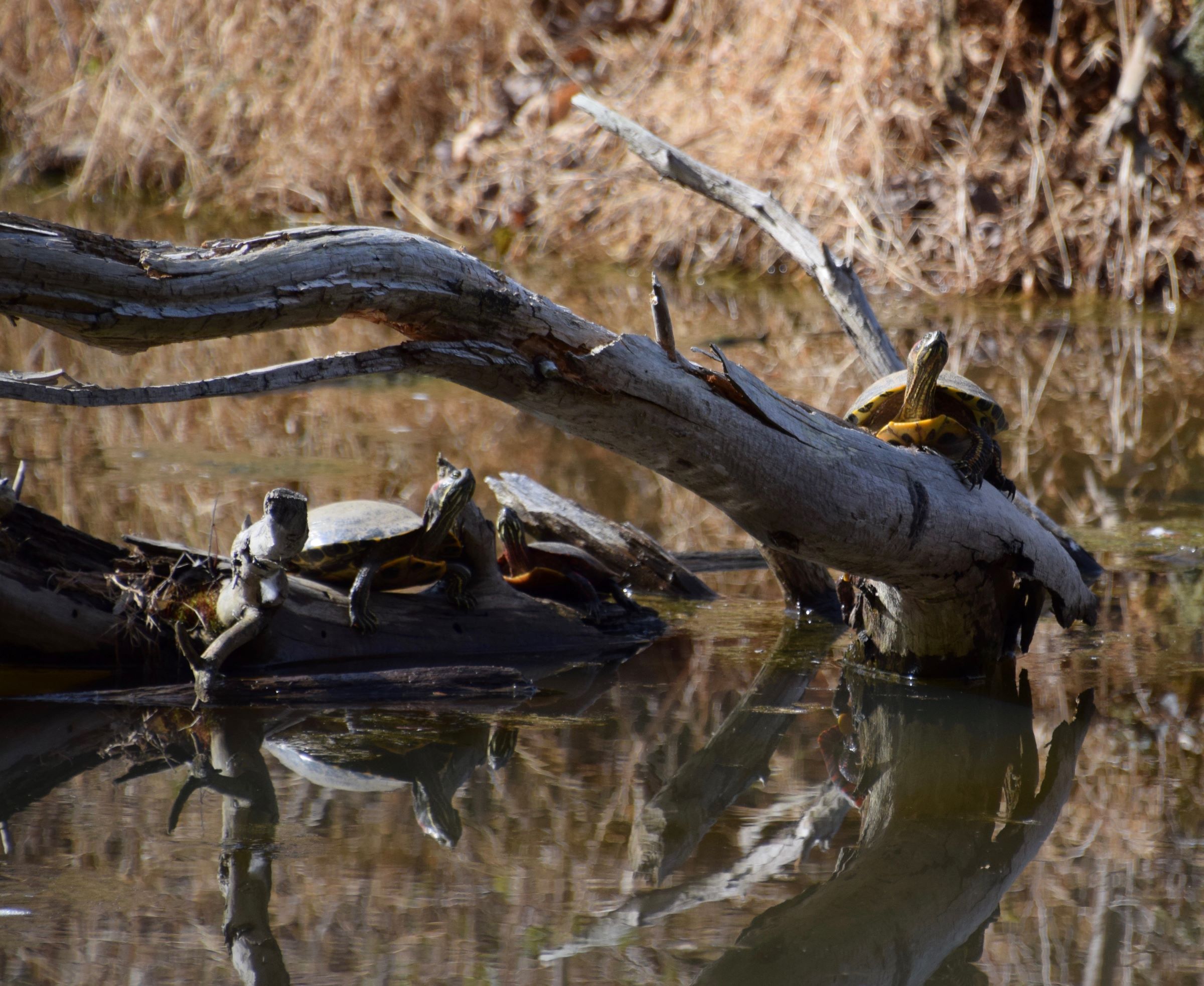 turtles-on-log-at-maydale