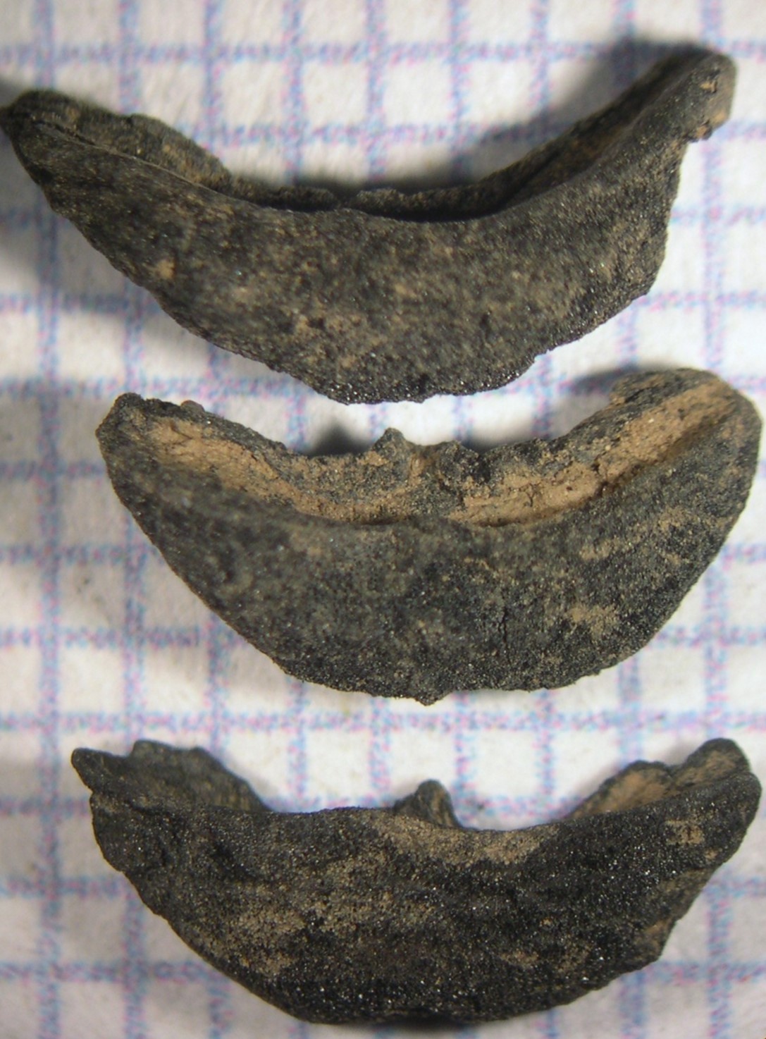 A close-up of remains of three corn cupules.