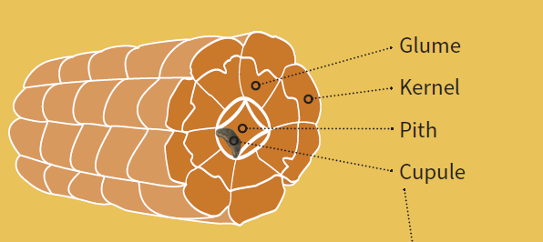 An illustration showing the end of a corn cup and identifying the parts as glume, kernel, pith, and cupule. A photo of a cupule is superimposed over that part of the cob.